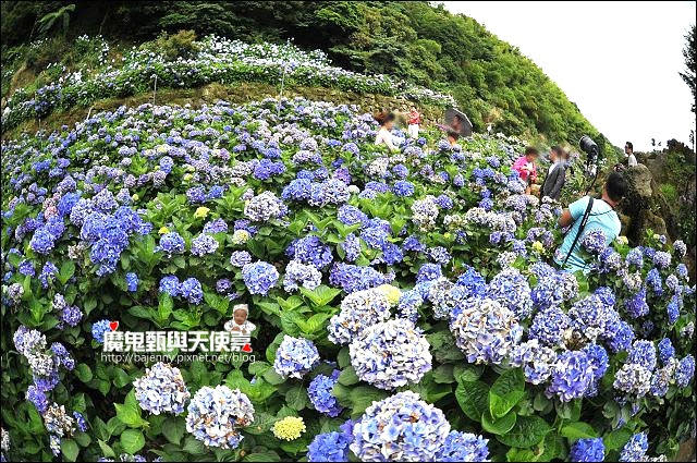 陽明山竹子湖繡球花地圖懶人包~2015/6/9花況（上篇）