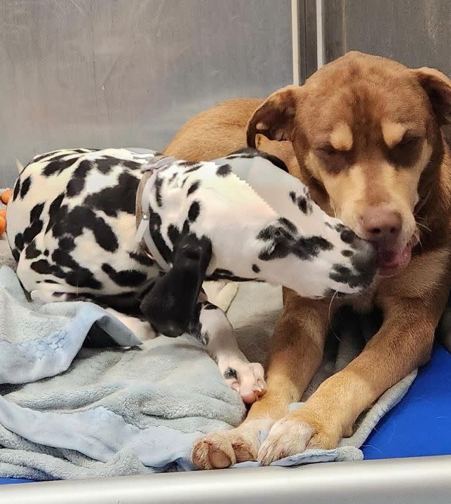 Photos shared by the County of Los Angeles Department of Animal Care and Control on Jan. 4 , 2024 show several of the animals removed from facilities associated with Compton Animal Rescue. The owner of the nonprofit was charged with animal cruelty on April 5, 2024. 