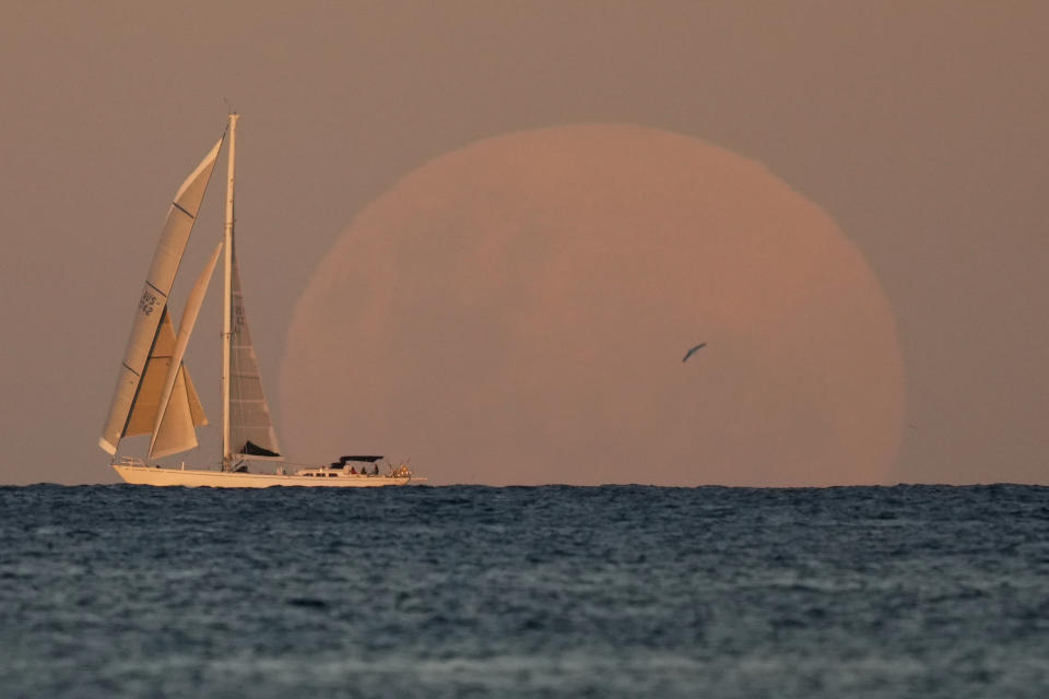 A yacht sails past as the moon rises in Sydney Wednesday, May 26, 2021. A total lunar eclipse, also known as a Super Blood Moon will take place later tonight as the moon appears slightly reddish-orange in color. (AP Photo/Mark Baker)