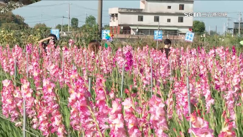 雙鐵花田佔地不到1公頃，卻吸引不少遊客前來拍照打卡。