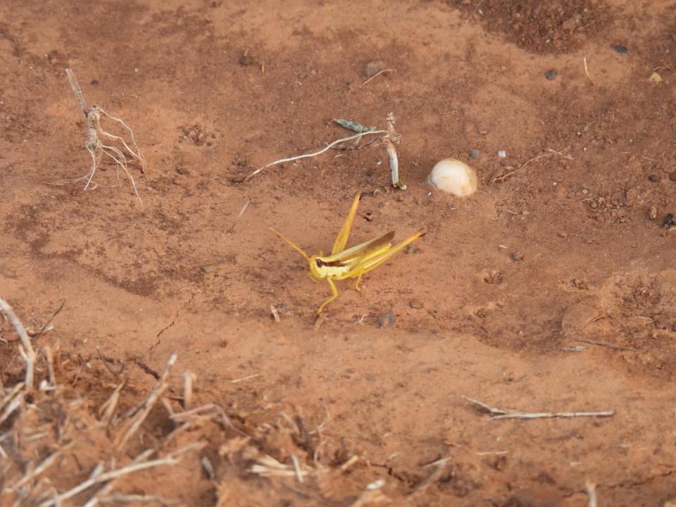 The hot, dry summer months can bring a plethora of grasshoppers, crickets and insects.