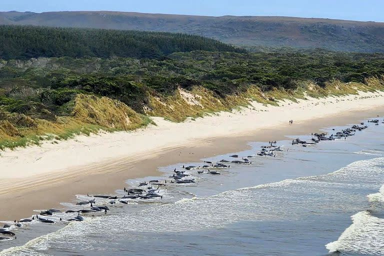 Ballenas; Tasmania; Australia; mundo; animales; cambio Climático; naturaleza; medio ambiente