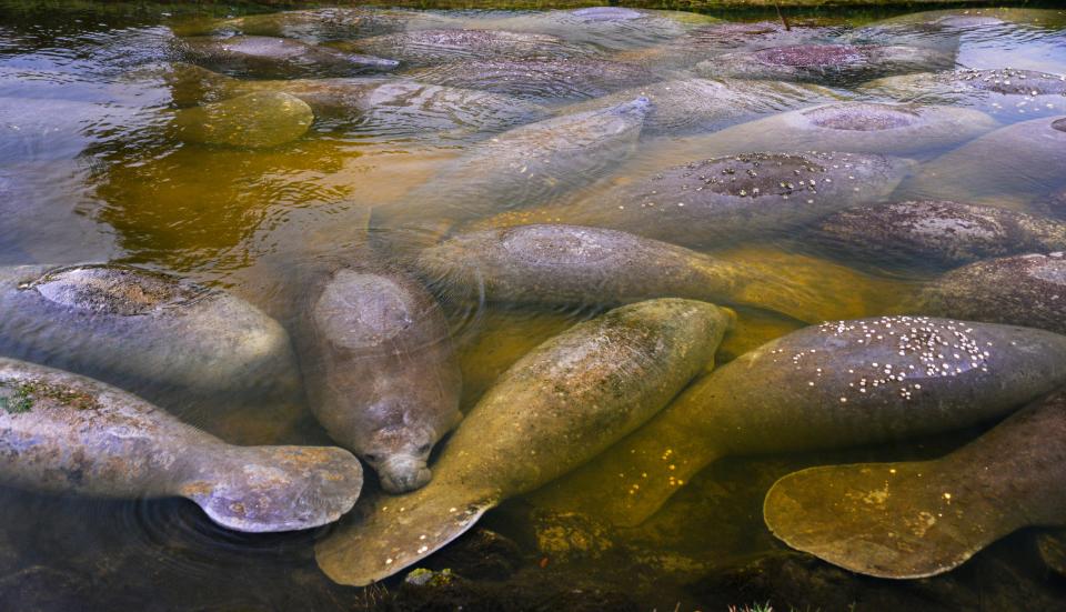 Manatees huddle together in the warm water of the Desoto Canal in Satellite Beach this winter.