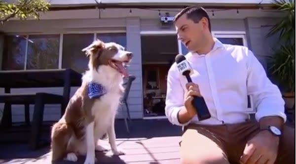 Stanley the border collie, media darling. (Photo: Network 10 Perth)