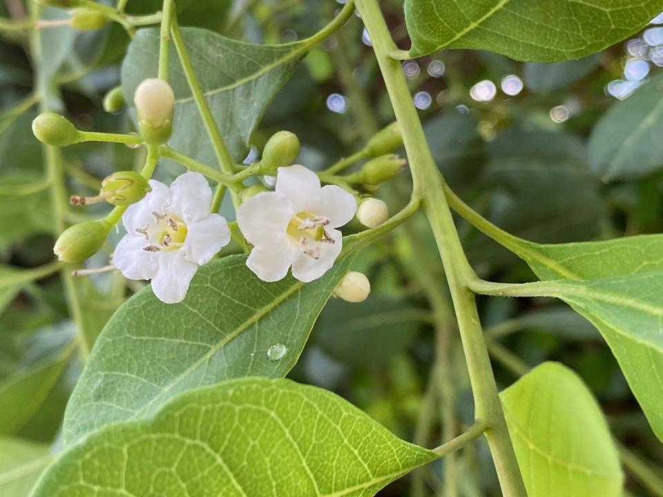 Another flowering tree native to Florida is the Bahama strongbark.