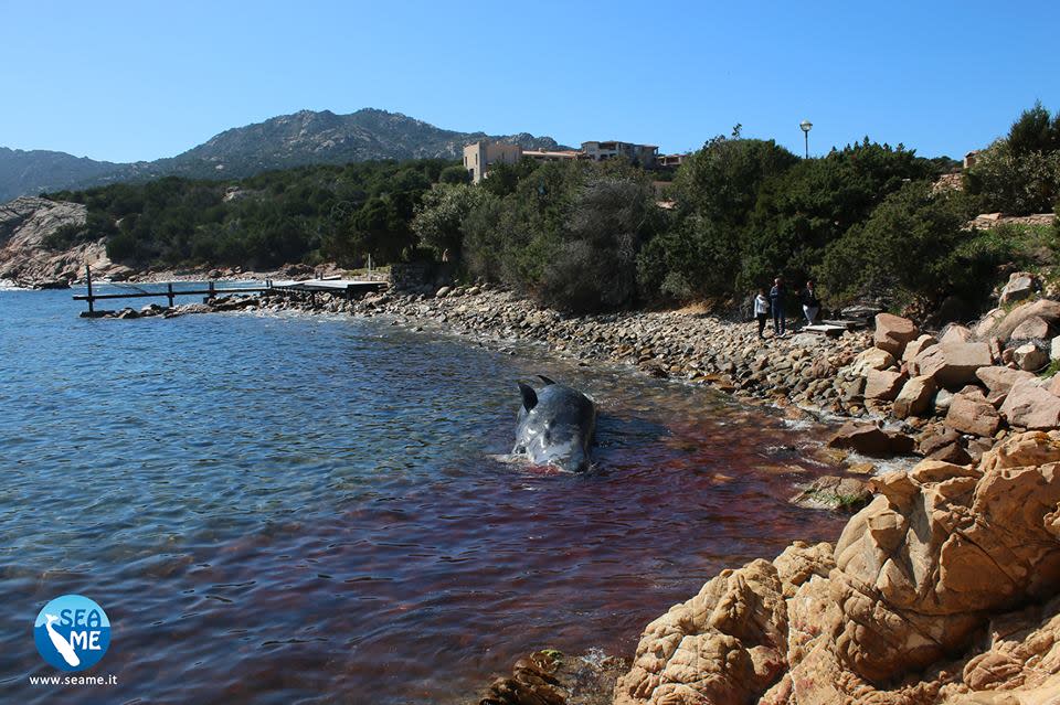 A dead pregnant sperm whale washed up on the shore in Sardinia was found to have 22kg of plastic in its stomach, according to Scientific Education and Activities in the Marine Environment’s Sardinia team (SEAME). (Courtesy of SEAME Sardinidia)