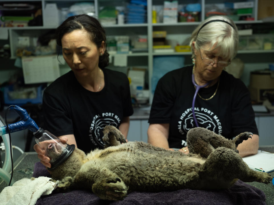 A koala rescued from a bushfire is in surgery at the Port Macquarie Koala Hospital in Australia on Dec. 6, 2019. | Michaela Skovranova