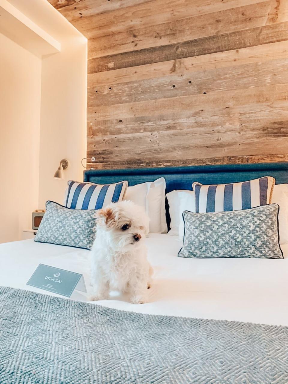 dog friendly hotels uk