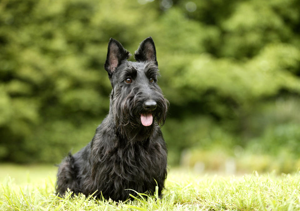 Scottish Terrier