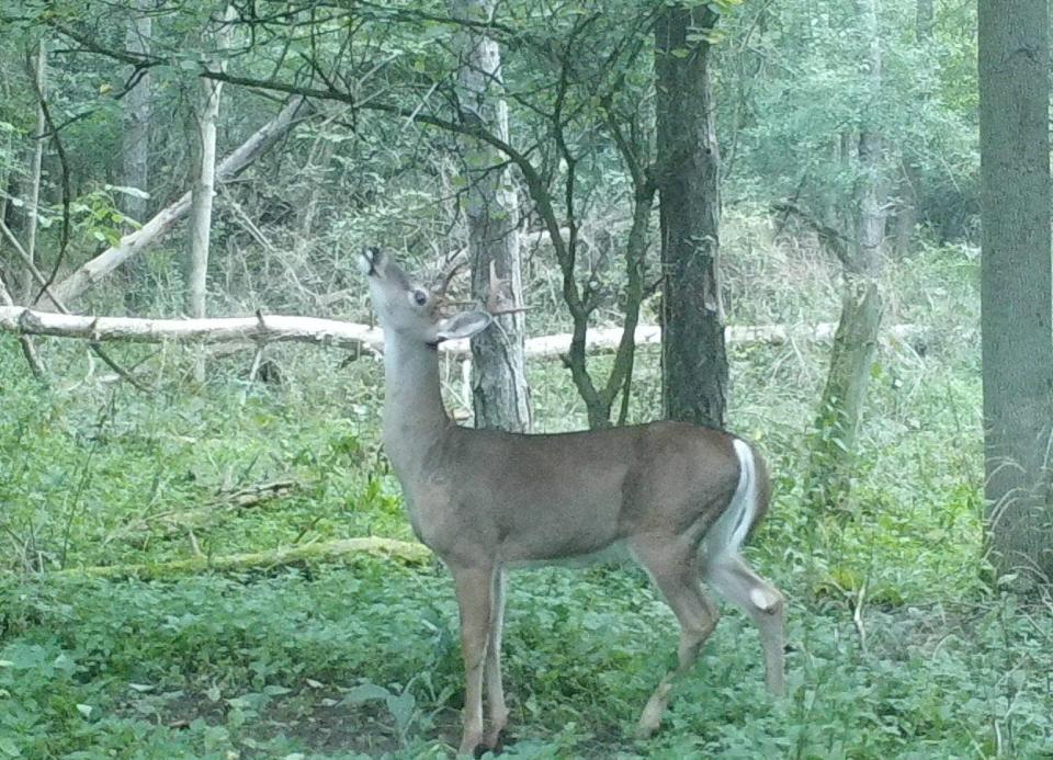 A buck in hardhorn, recently shed velvet, on Sept. 1, 2023.