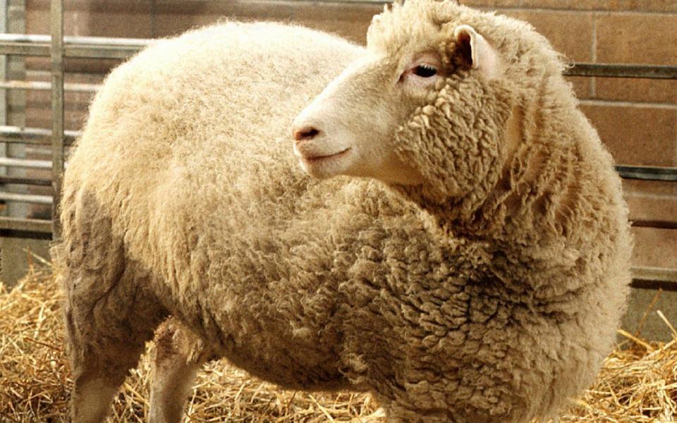 Dolly, the first cloned sheep in Edinburgh,  1997