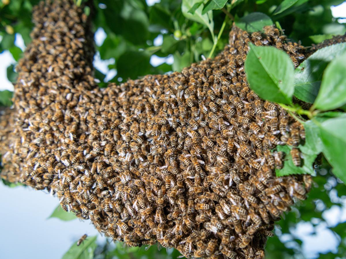 Ohio man wakes from coma after being stung over 20,000 times by bees and  swallowing dozens of them