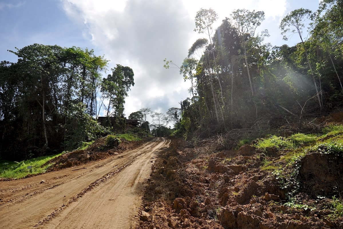 A logging road in Sabah, Borneo. T. R. Shankar Raman via Wikipedia