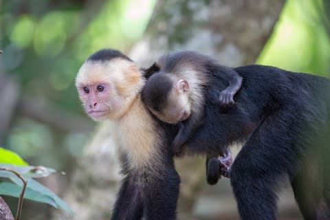 White-headed capuchins - Credit: getty