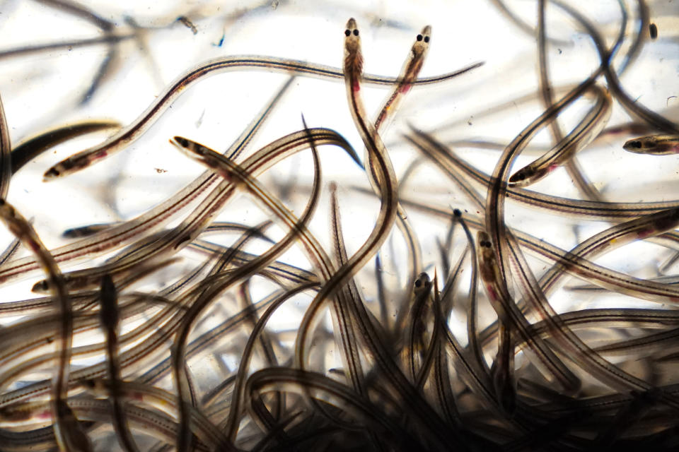 FILE - Baby eels swim in a tank after being caught in the Penobscot River in Brewer, Maine, May 15, 2021. Fishermen who harvest one of the most valuable marine species in the country hoped to see a bump in quota in 2025, but regulators said Monday, Feb. 5, 2024, the tight restrictions on the baby eel fishery are likely to stay the same. (AP Photo/Robert F. Bukaty, File)