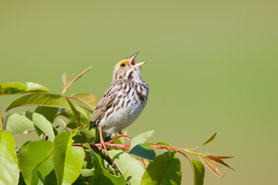 Birds singing/Getty Images