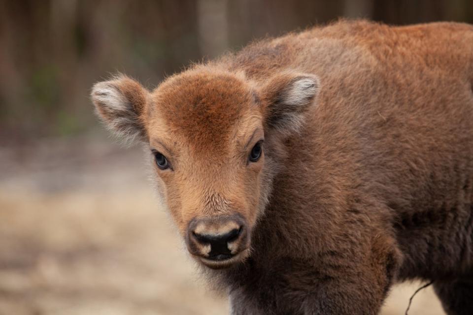 Bison Calf 8 - Sep2022 (Donovan Wright).jpg: (Donovan Wright)