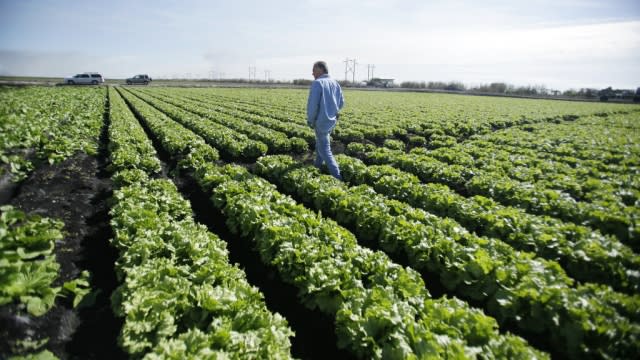 A man examines lettuce in one of his fields.