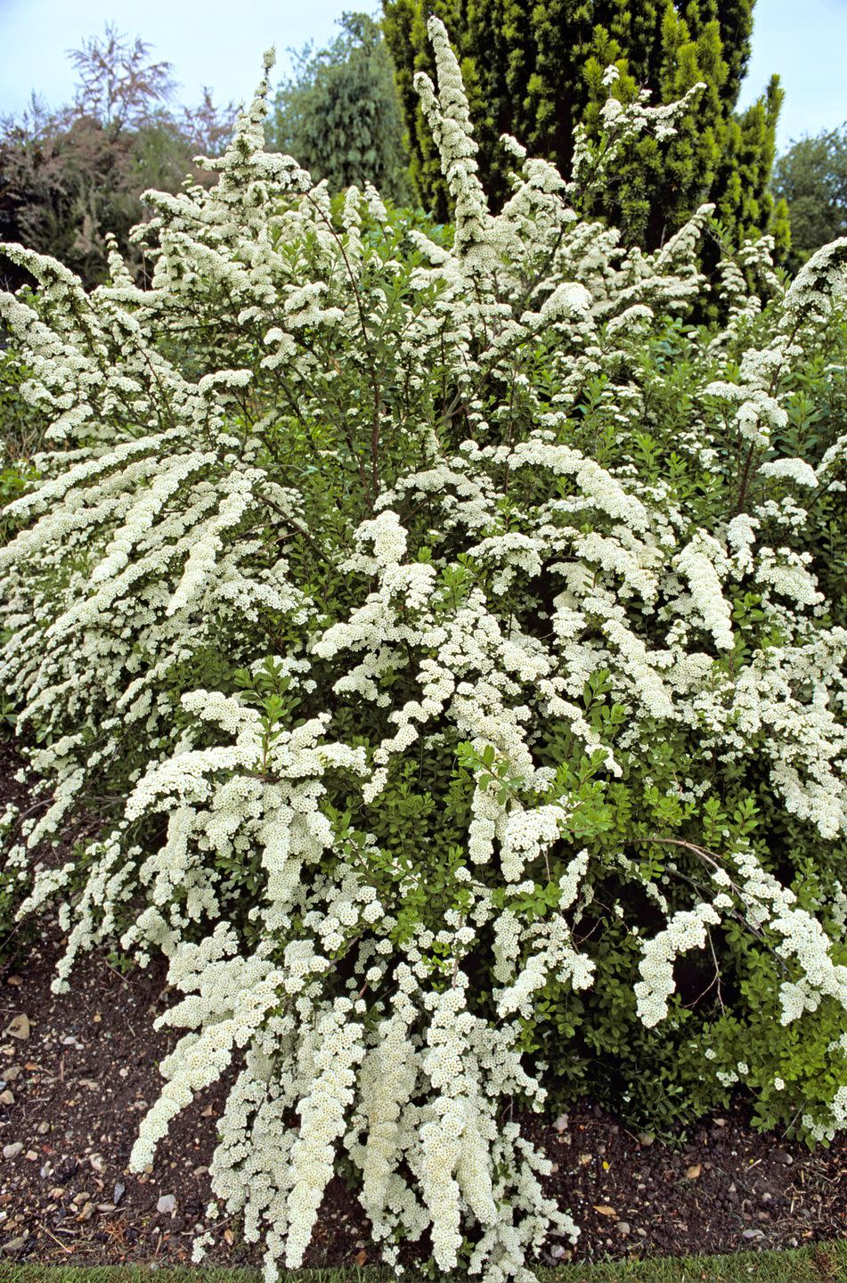 Shrubs: Spiraea