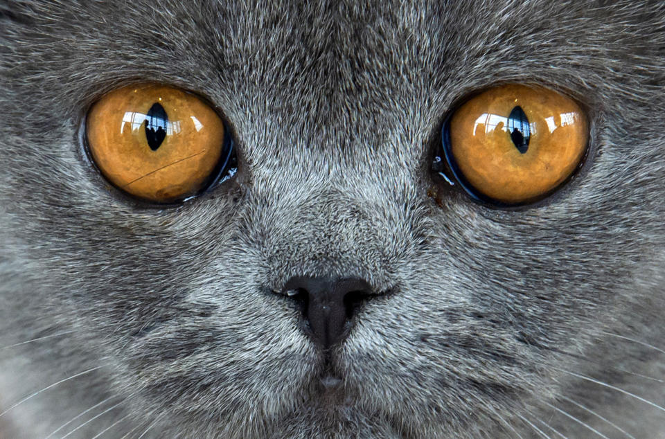 British shorthair cat Amber von der Feenlichtung waits during an international dog and cat exhibition in Erfurt, Germany, June 16, 2018. More than 4,000 dogs and100 cats and their owners from 21 countries take part at the exhibition and the competitions. (Photo: Jens Meyer/AP)