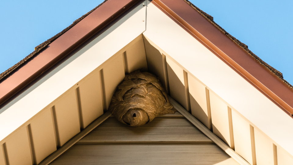 Gray paper wasp nest in corner of triangular roof against siding