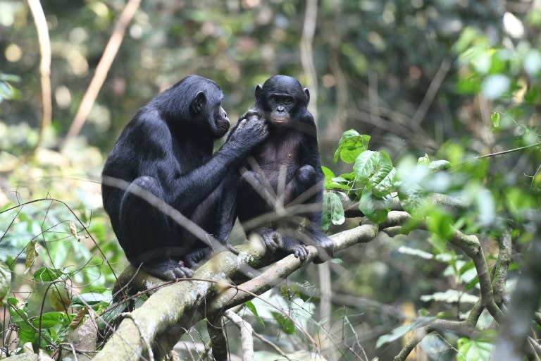 Deux bonobos en République Démocratique du Congo en mai 2019 (Martin Surbeck)