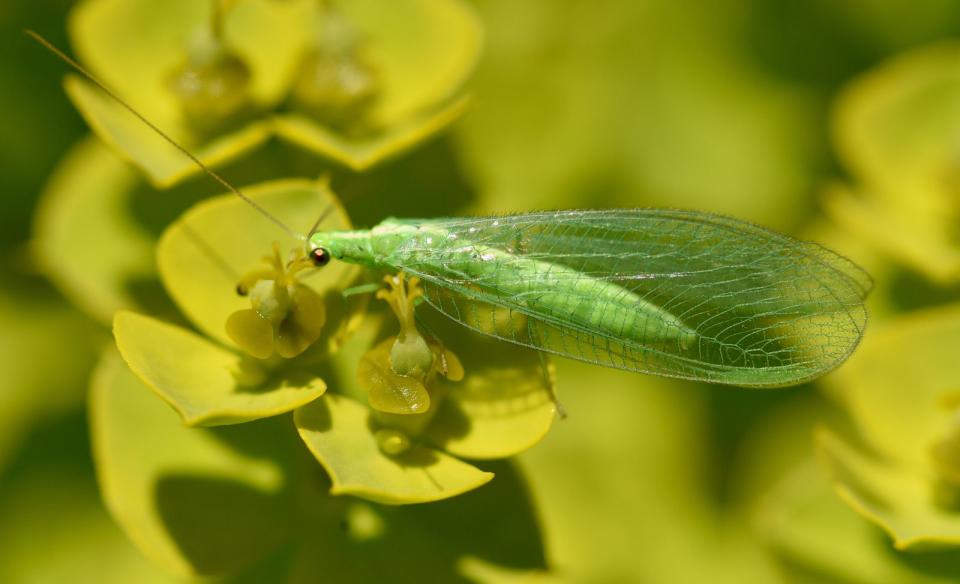 Dieses zartgliedrige grüne Wesen mit den hauchdünnen Flügeln und perlenartigen Augen hat keine so fantasievolle Bezeichnung abbekommen: "Gemeine Florfliege". Der Nützling legt seine Eier in der Nähe hoher Blattlausvorkommen ab, damit seine Larven sich darüber hermachen können. (Bild: iStock/emer1940)