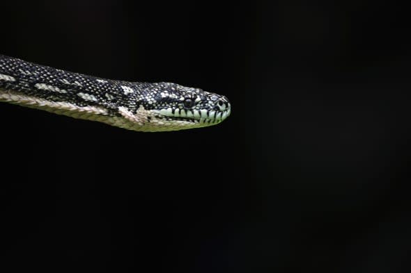 Man finds 7ft snake in his cereal box (video)