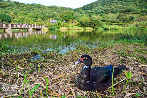 公園內的鴨子長期接觸遊客，已經完全不怕人／玩全台灣旅遊網特約記者奈奈攝