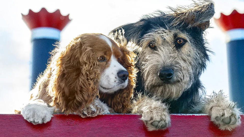 The live-action remake of 'Lady and the Tramp' will debut on Disney+ on UK launch day. (Credit: Disney+/KC Bailey)