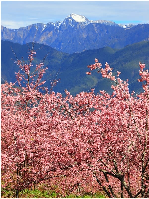 福壽山農場千櫻園