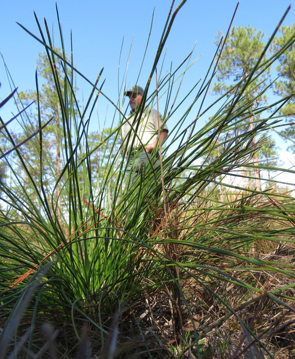 A 2-year-old "grass stage" longleaf pine seedling stands in the DeSoto National Forest on Wednesday, Nov. 18, 2020, with U.S. Forest Service silviculturist Keith Coursey and some 80- to 85-year-old trees in the background. Longleaf forests once covered an estimated 92 million acres, a figure which had fallen to 3.4 million by 2010. Since then, people in nine coastal states from Texas to Virginia have added 1.3 million acres -- some by planting seedlings, others by taking out shrubs and other trees in mixed forests. (AP Photo/Janet McConnaughey)