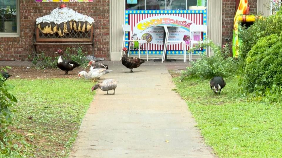 PHOTO: Muscovy ducks stop traffic in Swanboro, N.C. (WCTI)