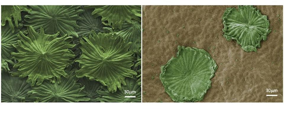 Envés (izda.) y haz (decha.) de las hojas de olivo con sus pelos (tricomas) vistos con un microscopio electrónico de barrido. <a href="https://doi.org/10.1038/s42003-024-06053-4" rel="nofollow noopener" target="_blank" data-ylk="slk:Communications Biology;elm:context_link;itc:0;sec:content-canvas" class="link ">Communications Biology</a>