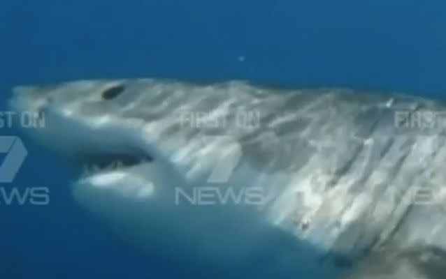 The great white circled the boat for about half an hour. Source: 7 News.