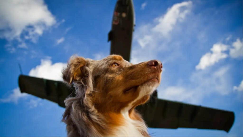 A dog with a plane flying overhead, a pilot and his dog recently had to swim to safety after their plane crashed in water.