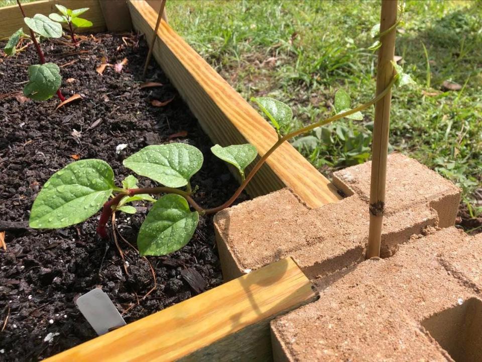 Support fast-growing Malabar spinach vines with a trellis or stakes.