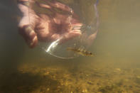 Threatened pearl darter fish, which haven't lived in the Pearl River system for 50 years, are released in the Strong River, a tributary of the Pearl River, in Pinola, Miss., Monday, July 31, 2023. Wildlife experts say a number of pollution and habitat problems likely contributed to the disappearance of the pearl darter from the Pearl River system. (AP Photo/Gerald Herbert)