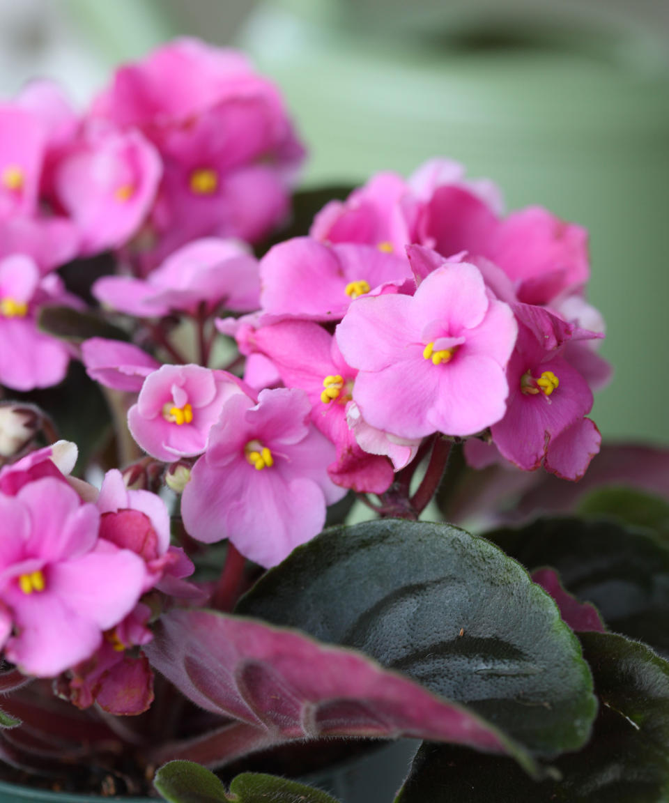 3. African violet (Saintpaulia ionantha)