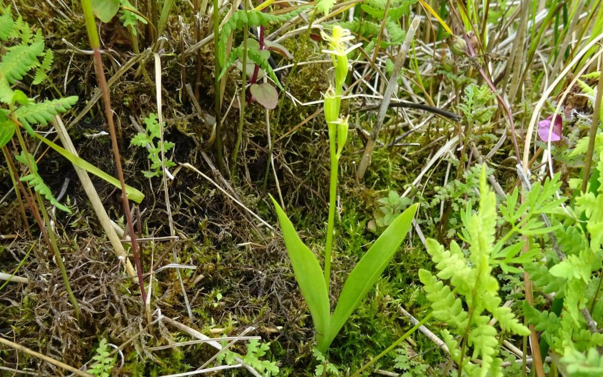 Fen orchid conservation - PA