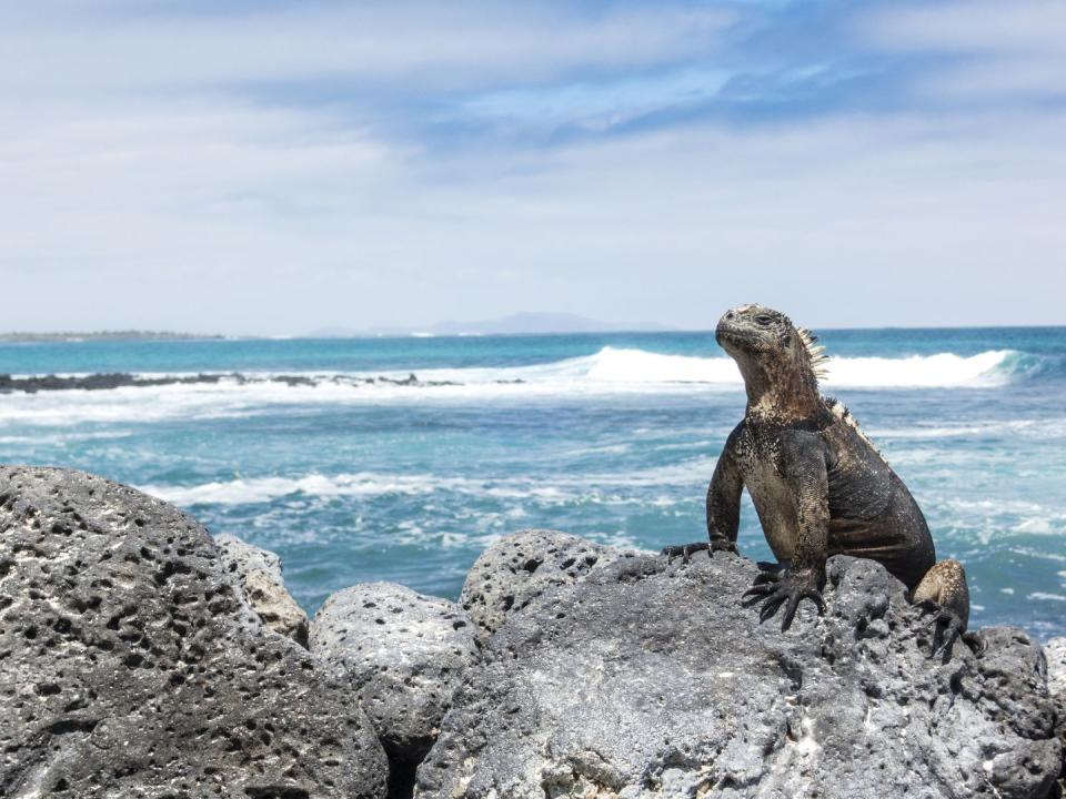 Marine Iguana