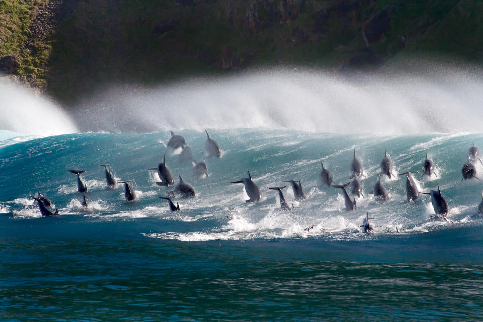 Surfing dolphins. (Photo: BBC AMERICA/BBC NHU 2017)