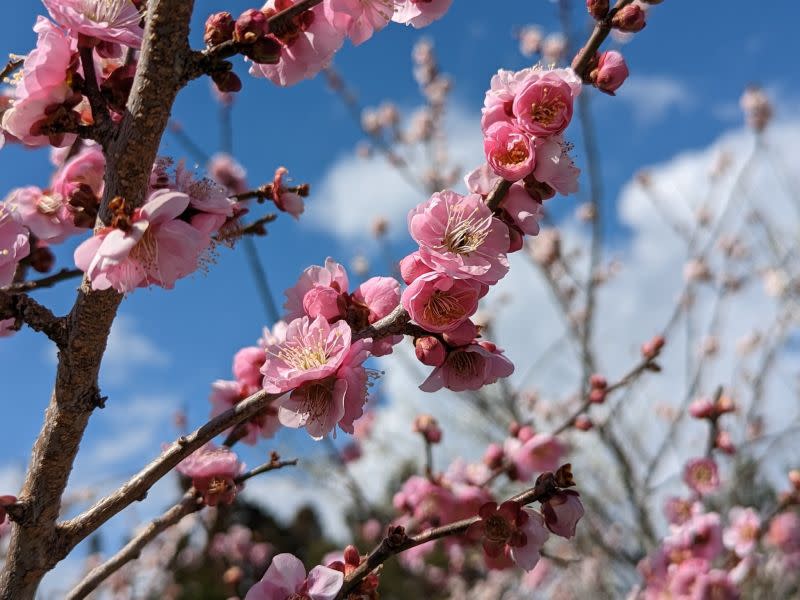 ▲梅花花梗幾乎貼在枝條上較看不清楚。（圖／翻攝自福壽山農場臉書）