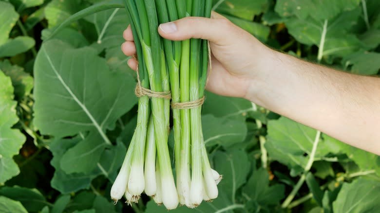 hand holding bushel of scallions