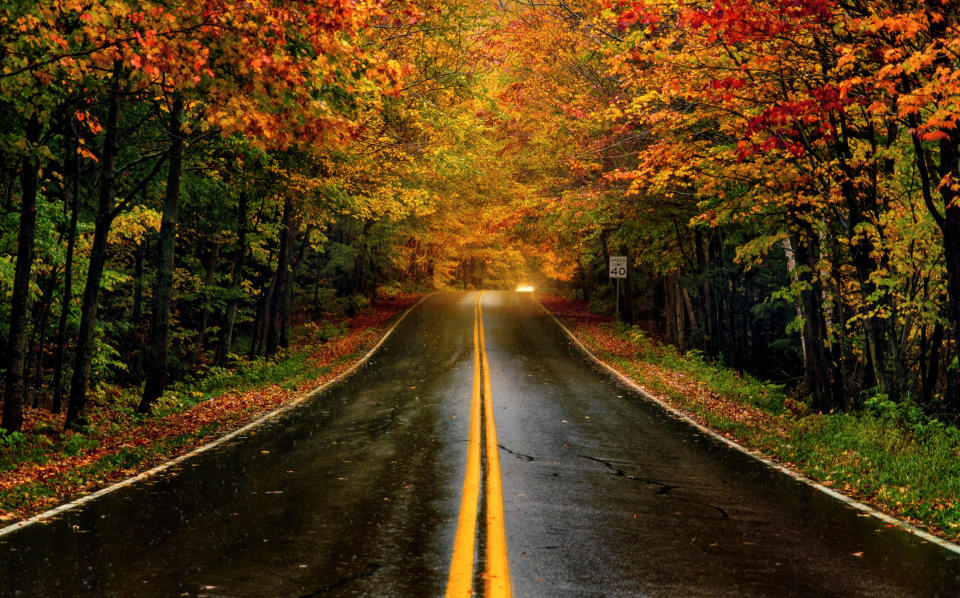 road flanked by trees