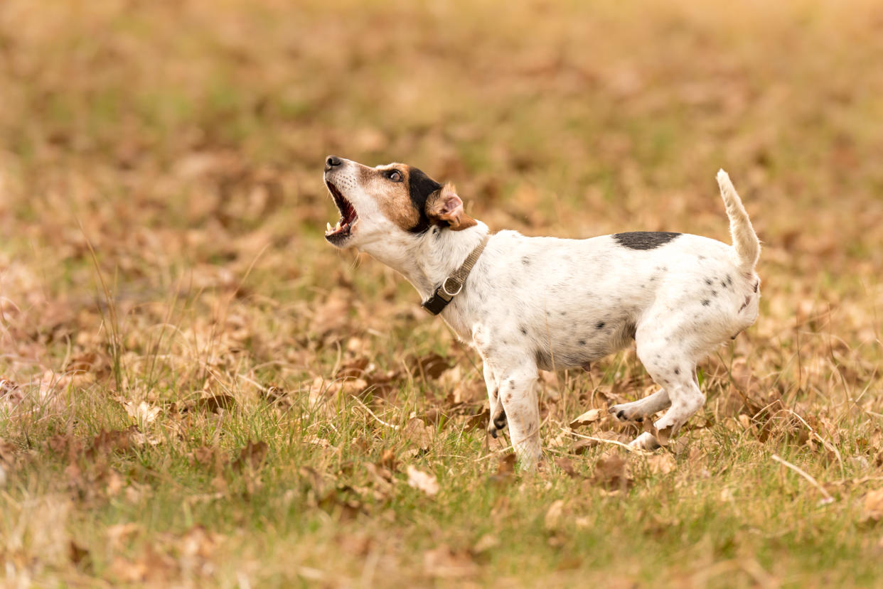 A barking Jack Russell terrier. (PHOTO: Getty Images)