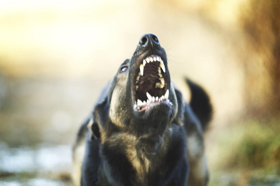 Klingt komisch, ist aber so: In Paulding, Ohio, dürfen Polizisten Hunde beißen – zumindest wenn es dazu beiträgt, dass die aufgebrachten Vierbeiner dadurch ruhiger werden. (Bild-Copyright: Thinkstock)