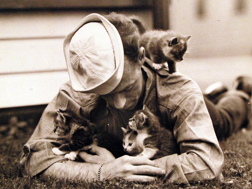 A gathering of kittens play at the Naval Air Station Squantum in 1942.