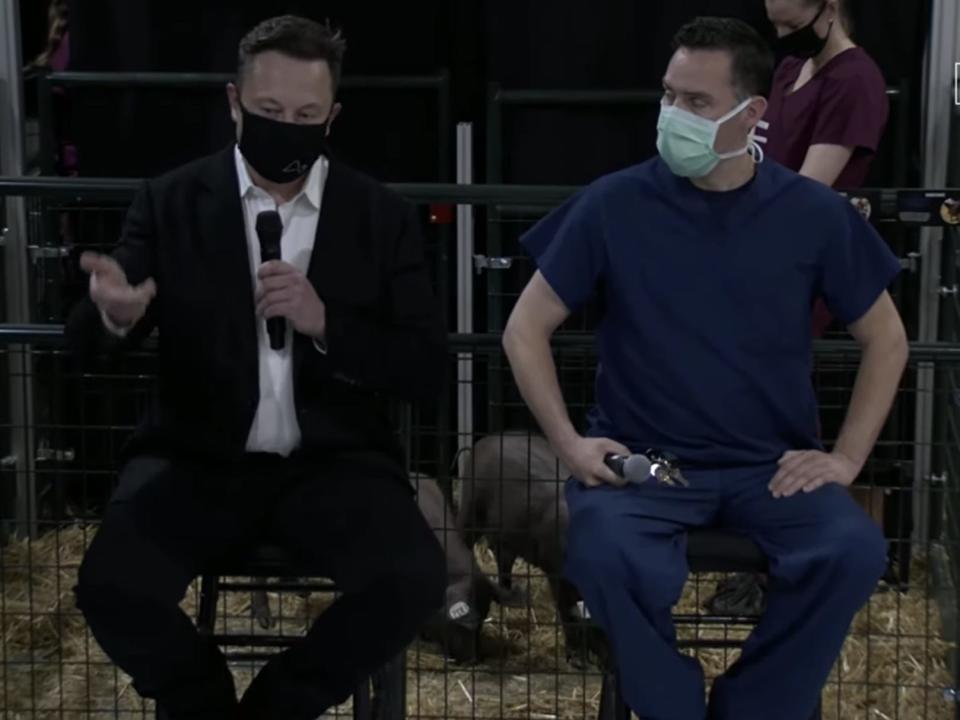 Elon Musk Neuralink pigs