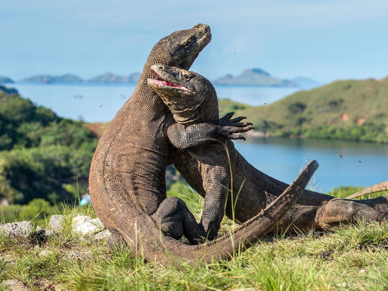 Komodo dragons are the biggest living lizard in the world: Getty/iStock
